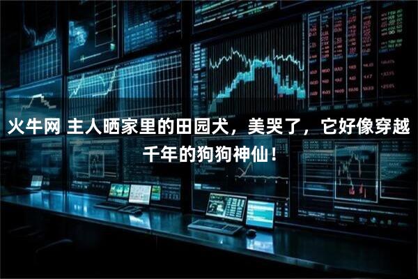 火牛网 主人晒家里的田园犬，美哭了，它好像穿越千年的狗狗神仙！